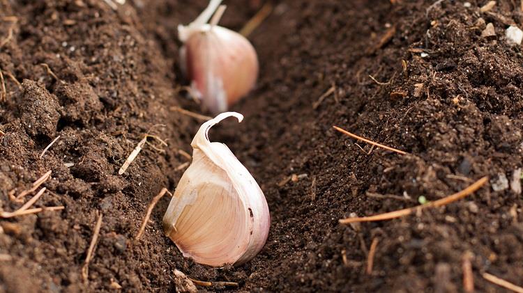 organic garlic soil