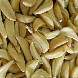 حبه سیر کم آب شده