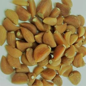 حبه سیر ارگانیک