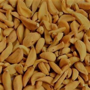 سر سیر کبابی